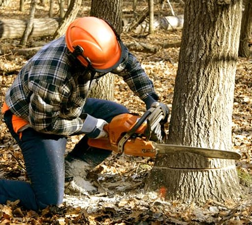 Tree Removal in Franklin, MI